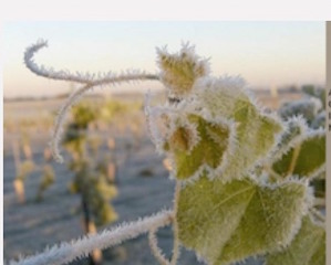 Frosty Plants