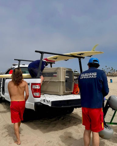 Hueneme Sea Lions Rescue