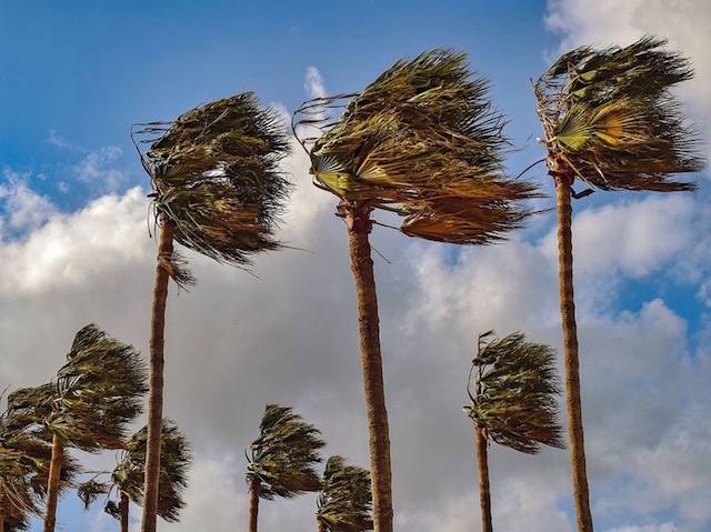 WindBlownPalmTrees8