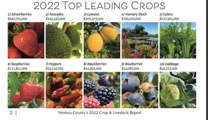 Stawberries Continue Their 20-Year Reign As Ventura County's Top Crop