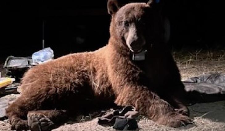 Black Bear BB-12 Killed While Crossing 101 On Conejo Grade