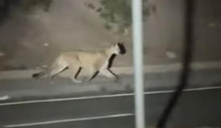 Mountain Lion's Visit To Camarillo Creates Quite A Stir