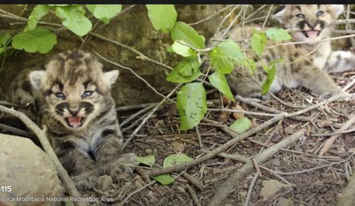 All Female Litter Of 3 Mountain Lion Kittens Found In Simi Hills