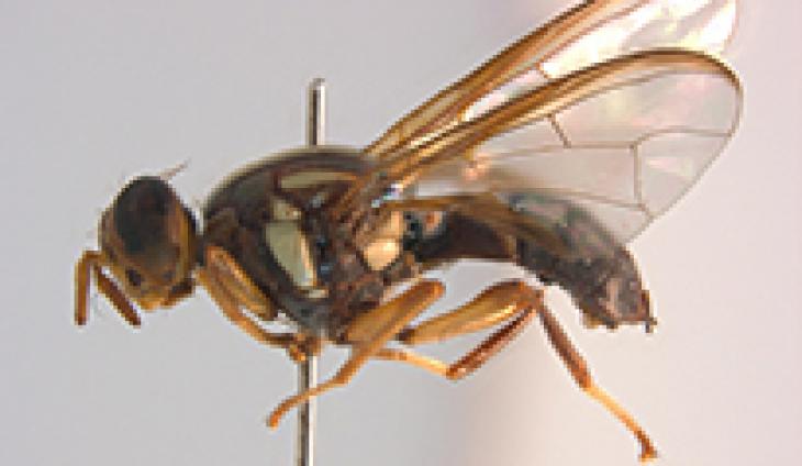 Fruit Fly Discovery In Ventura County Prompts Quarantine