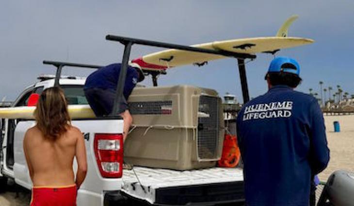 Port Hueneme Lifeguards Help Rescue More Sick Sea Lions