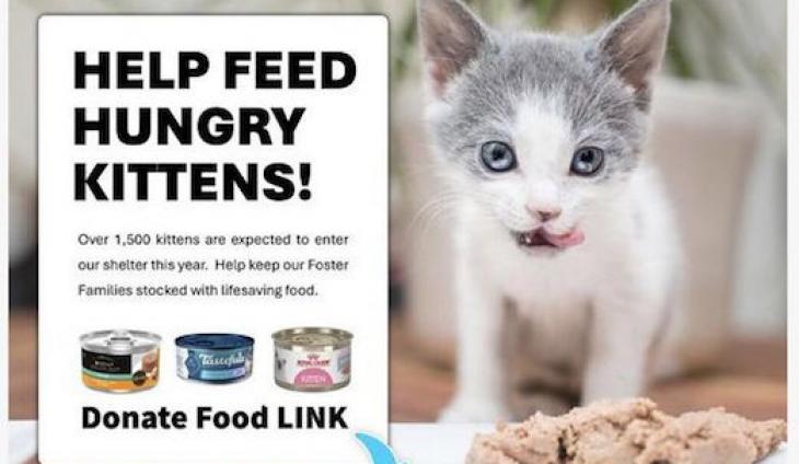 Ventura County Animal Services Makes Plea For Kitten Food