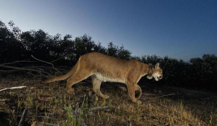 Mountain Lion's Death First Ever Blamed On Mange