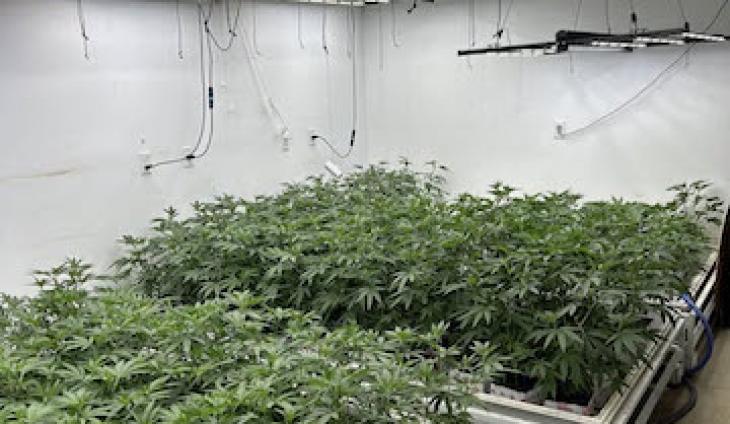 Ventura County Sheriff's Detectives Bust Major Illegal Marijuna Growing Operation