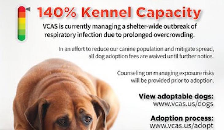 Ventura County Animal Shelter Dealing With Critical Overcrowding Of Dogs