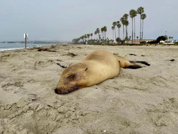 Sick Sea Lion2